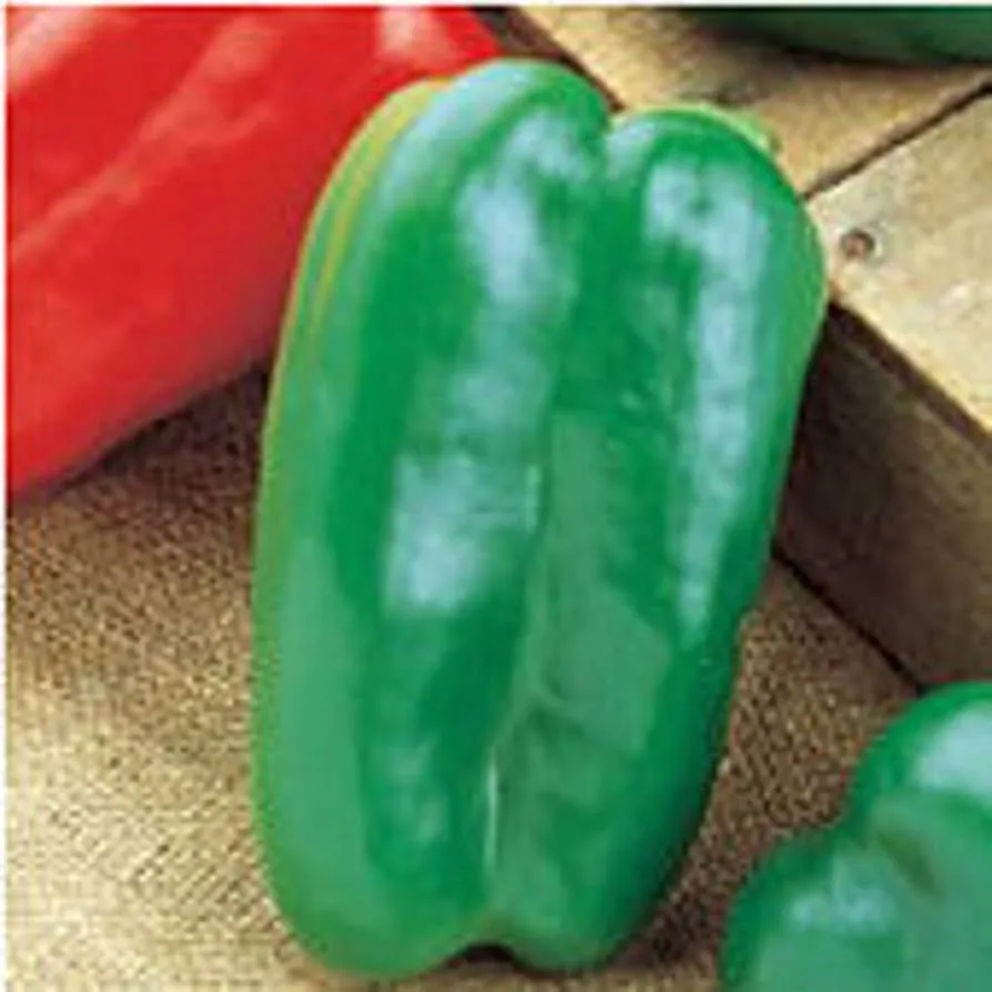 Peppers, Big Bertha 75mg - Image 2