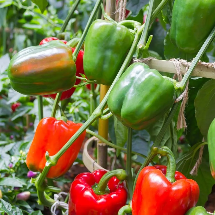 Peppers, Big Bertha Hybrid 500 Seed Count - Image 2