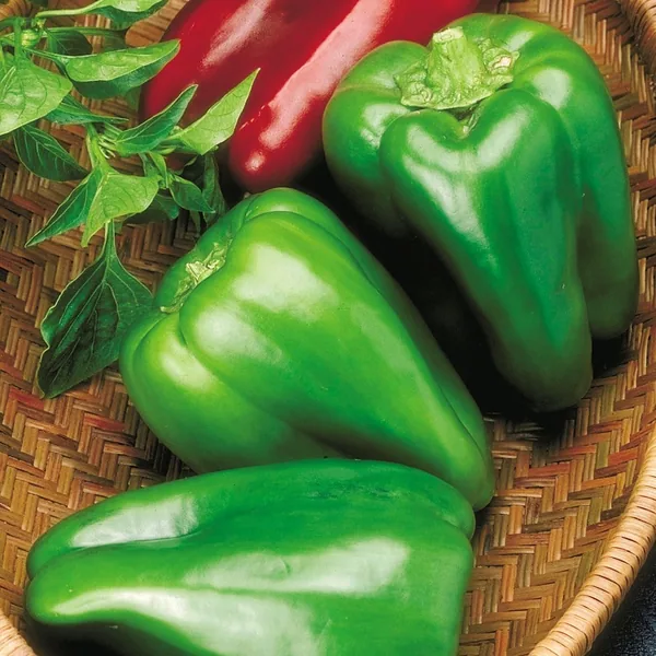 Peppers, Big Bertha Hybrid 500 Seed Count