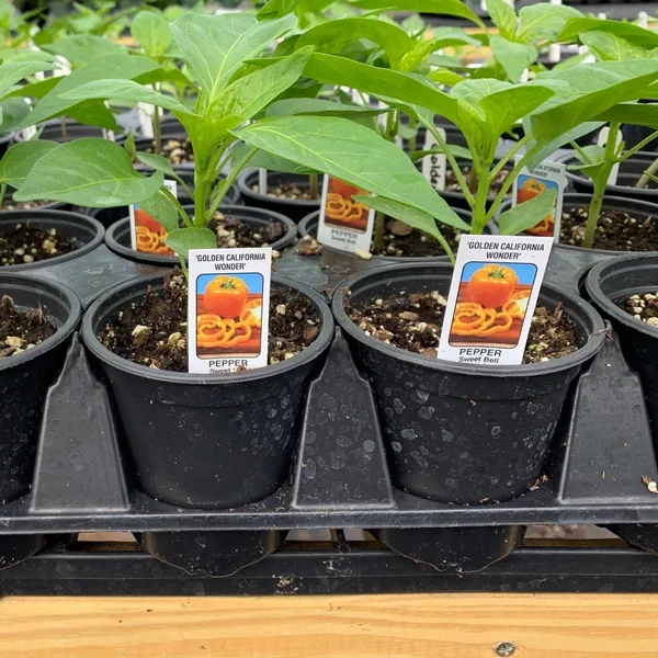 Peppers, California Wonder 1/2oz