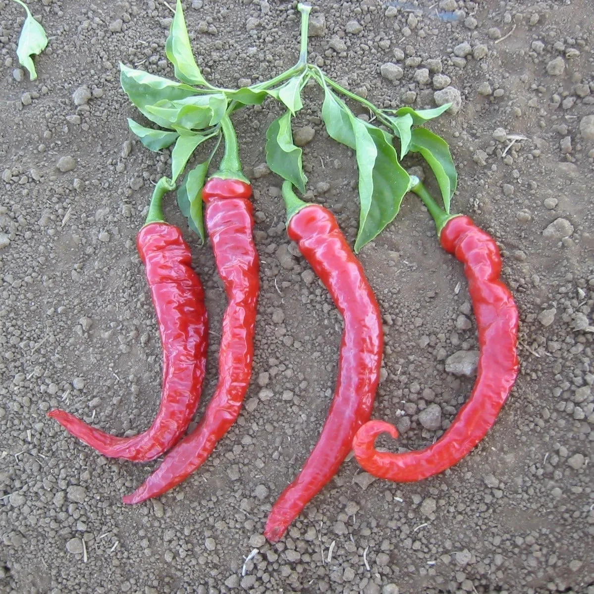 Peppers, Cayenne Red Thick 1000 Seed Count - Image 2