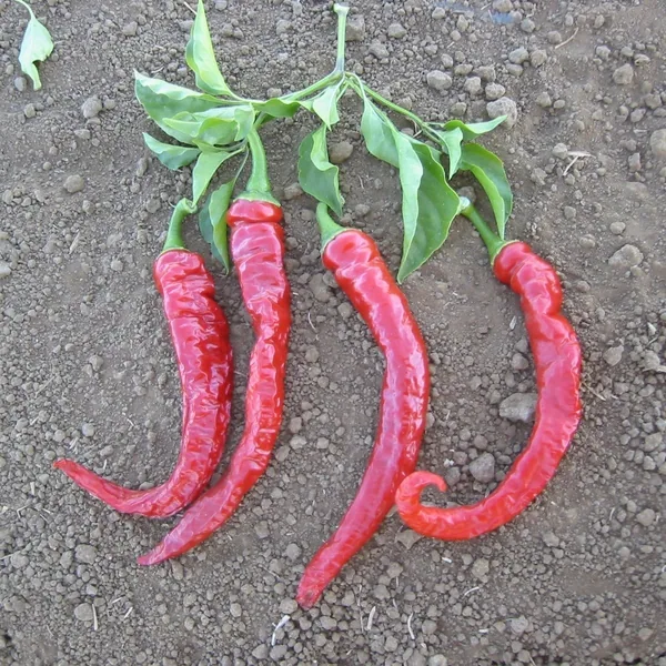 Peppers, Cayenne Red Thick 1000 Seed Count