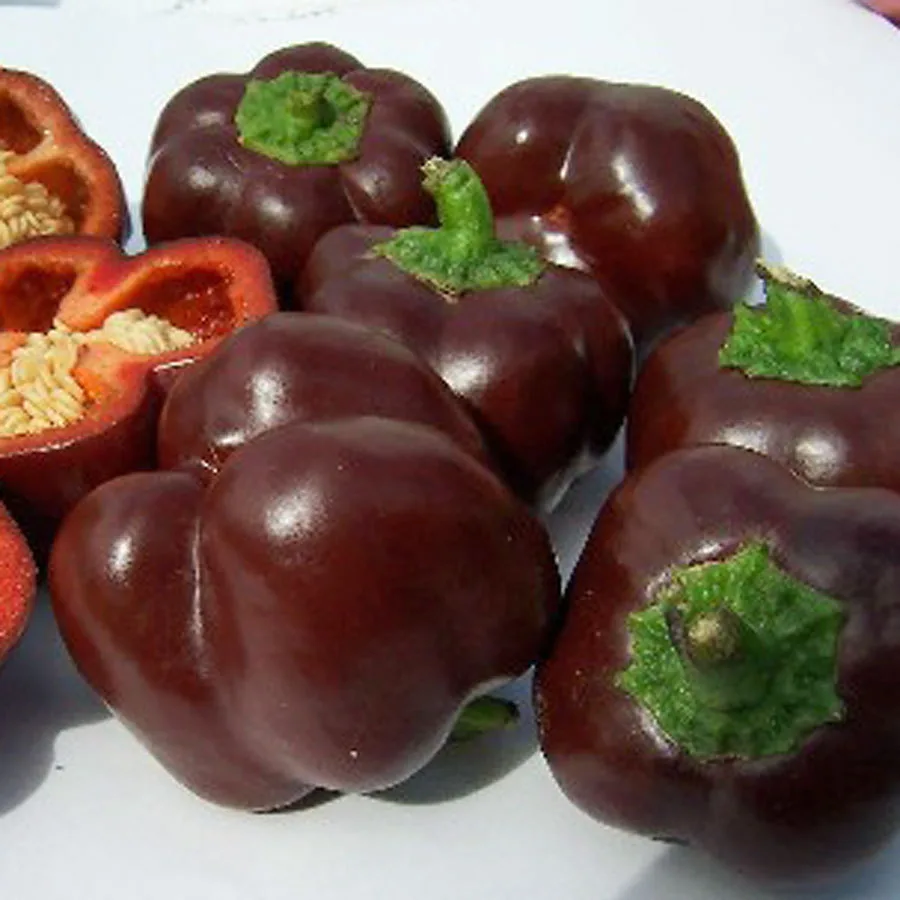 Peppers, Chocolate Beauty 100 Seed Count - Image 2