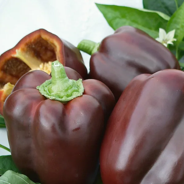 Peppers, Chocolate Beauty 100 Seed Count