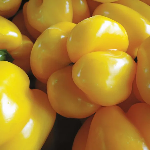 Peppers, Golden California Wonder 1