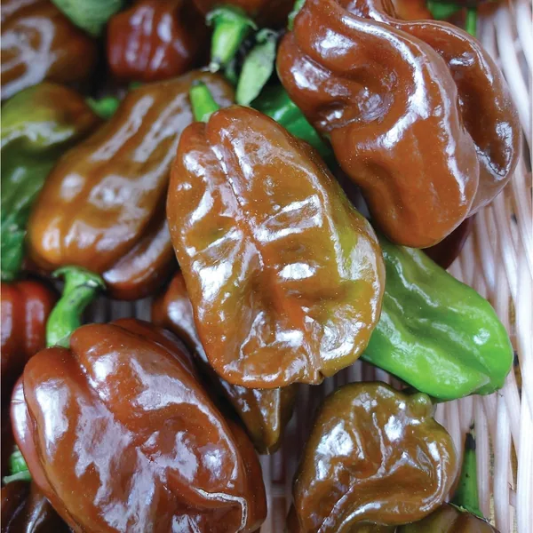 Peppers, Habanero Chocolate 100 Seed Count