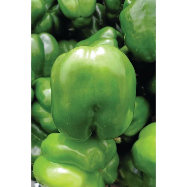 Peppers, Keystone Giant #3 1/2oz