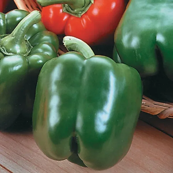 Peppers, King Arthur Hybrid 100 Seed Count - Image 2
