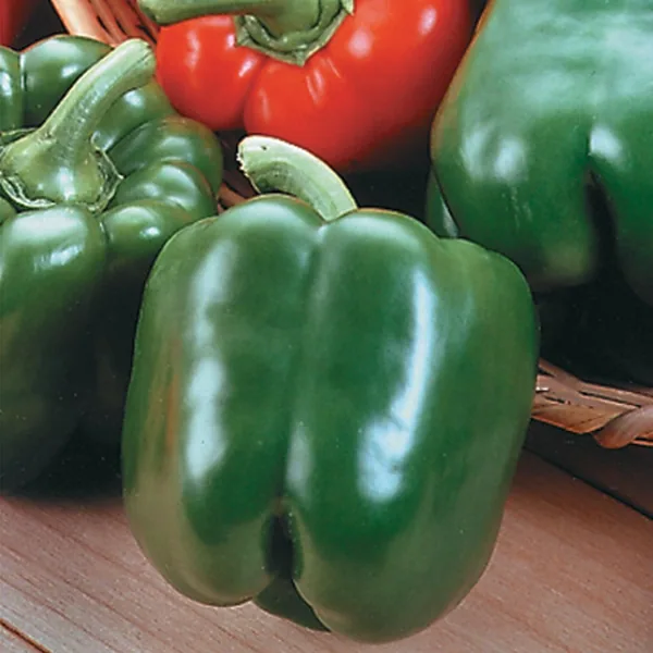 Peppers, King Arthur Hybrid 100 Seed Count