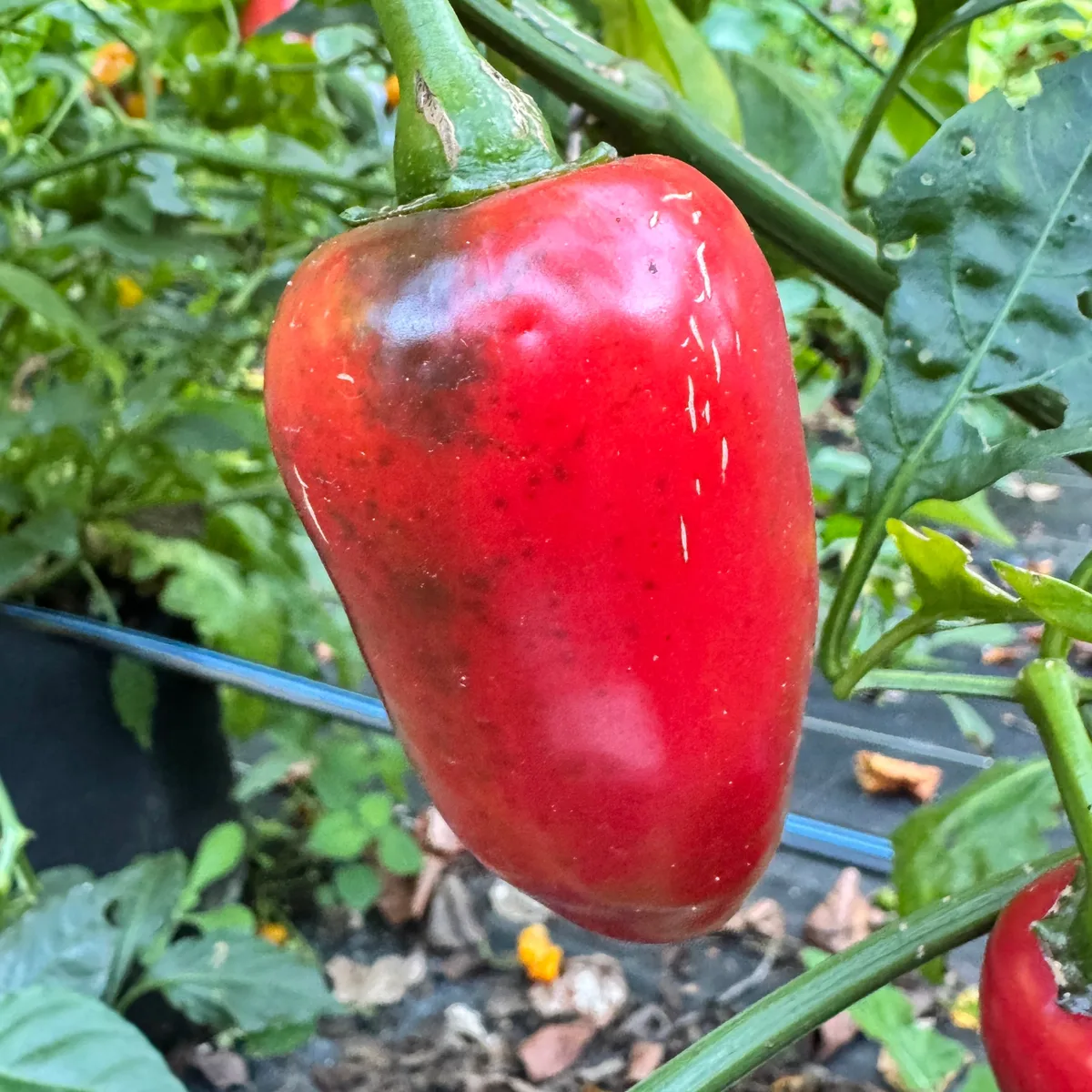 Peppers, La Bomba II 100 Seed Count - Image 2