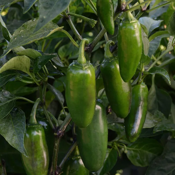 Peppers, La Bomba II 100 Seed Count