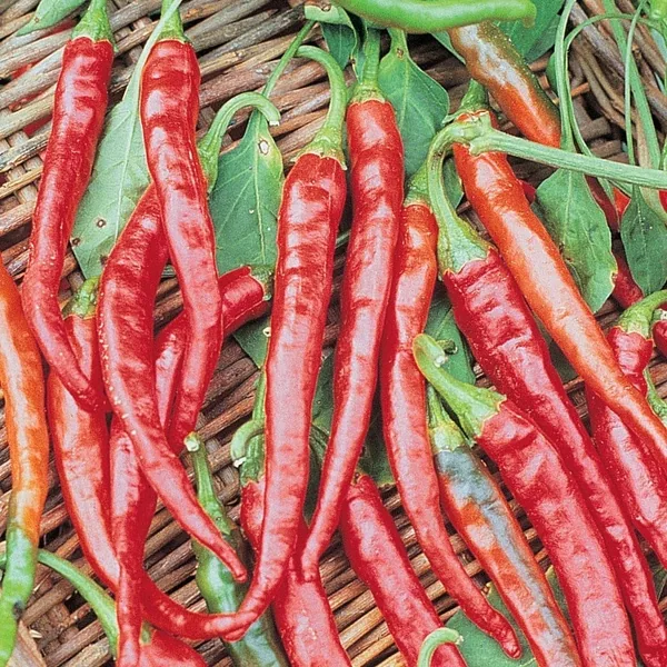 Peppers, Long Red Cayenne 1