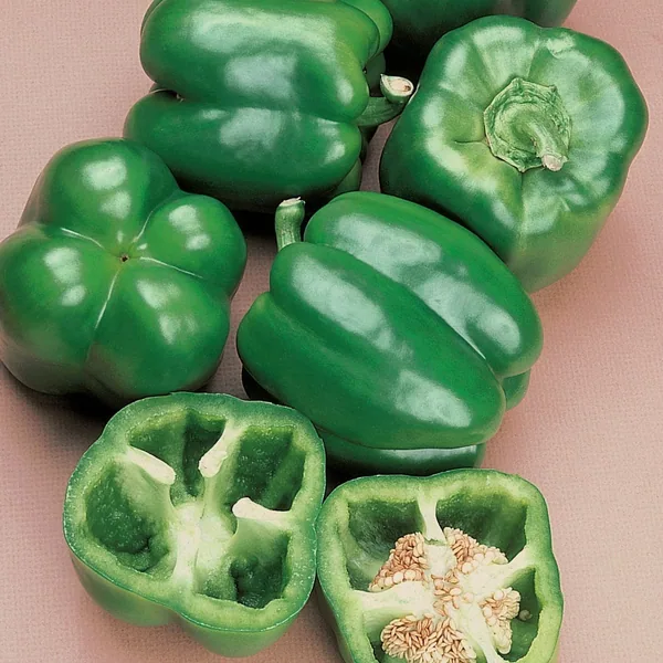 Peppers, North Star Treated 100 Seed Count