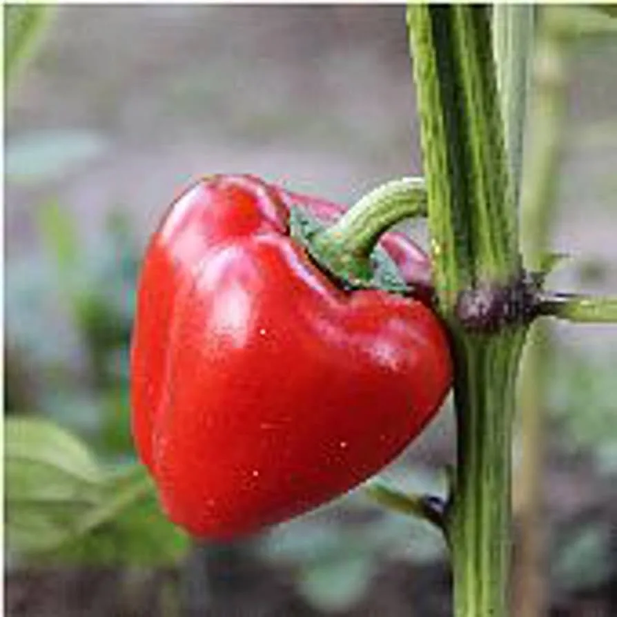 Peppers, Pimento 900mg - Image 2