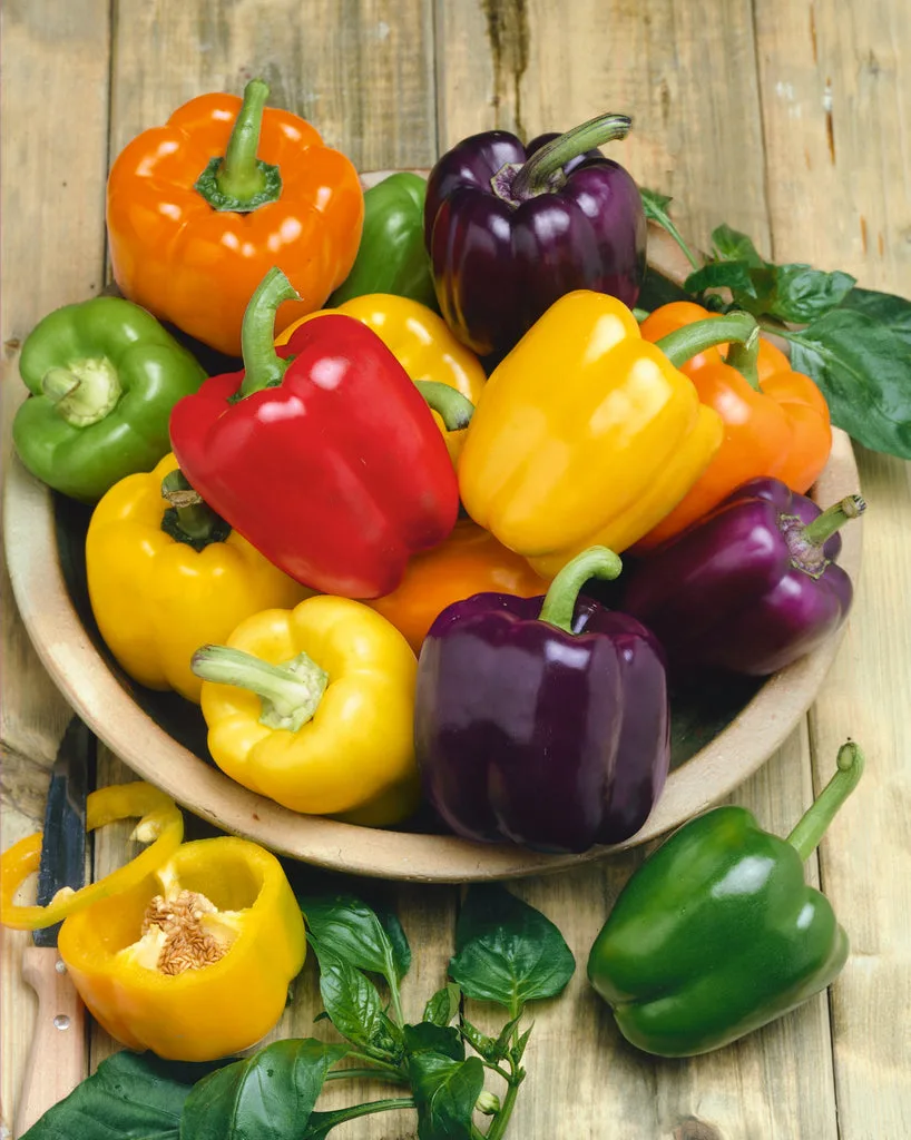 Peppers, Rainbow Bell Blend 5000 Seed Count - Image 2