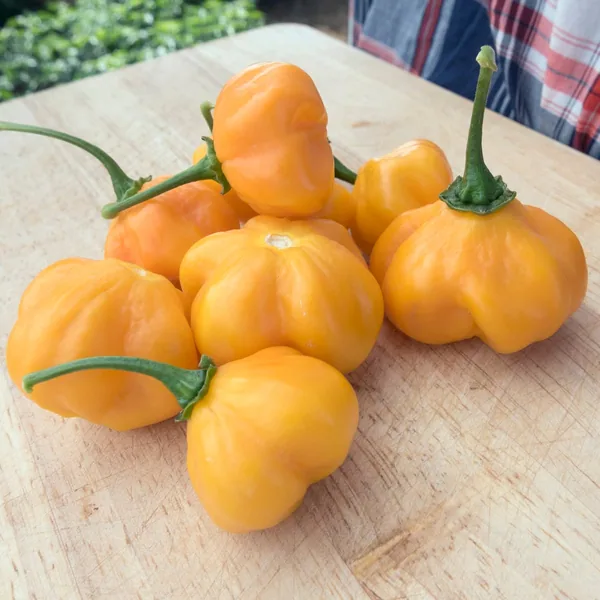 Peppers, Scotch Bonnet Orange 100 Seed Count
