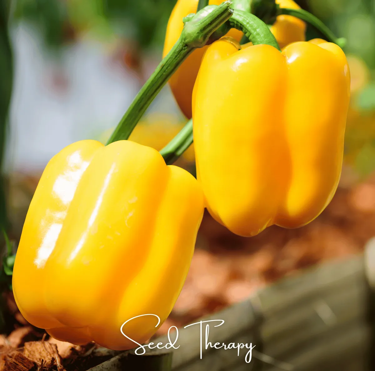 Peppers, Sunbright Orange 1000 Seed Count - Image 2