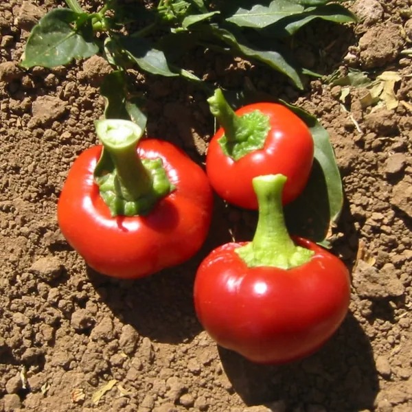 Peppers, Sunbright Orange 1000 Seed Count
