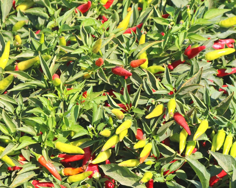 Peppers, Super Chili Hybrid - 100 Sd Ct - Image 2