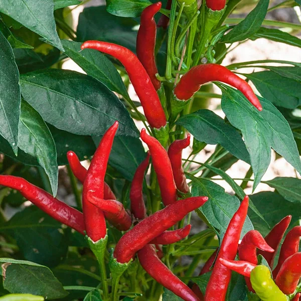Peppers, Super Chili Hybrid - 100 Sd Ct