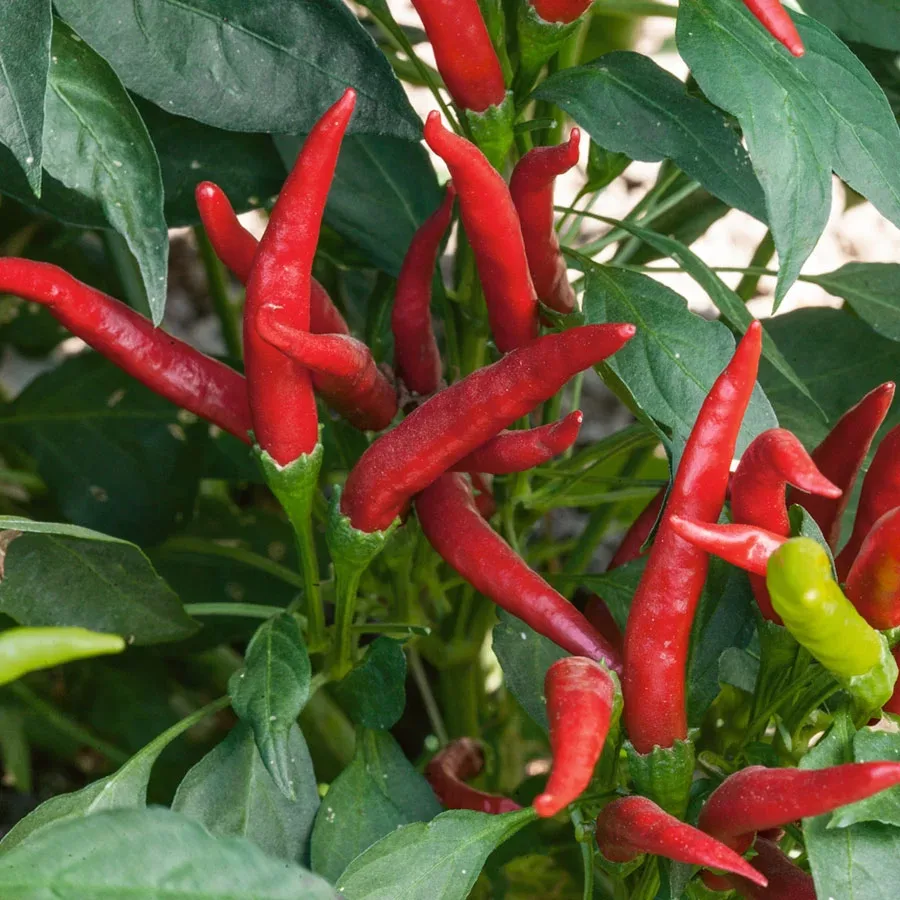 Peppers, Super Chili Hybrid 75mg - Image 2