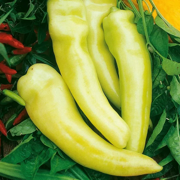 Peppers, Sweet Banana 1
