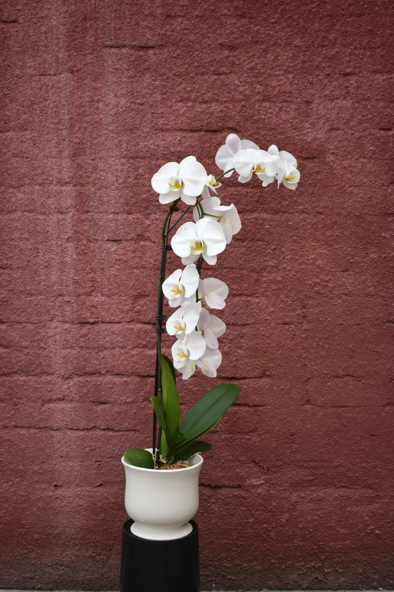 PHG 6"x5.5" Moon Gate Orchi Orchid Planter Bright White - Image 2