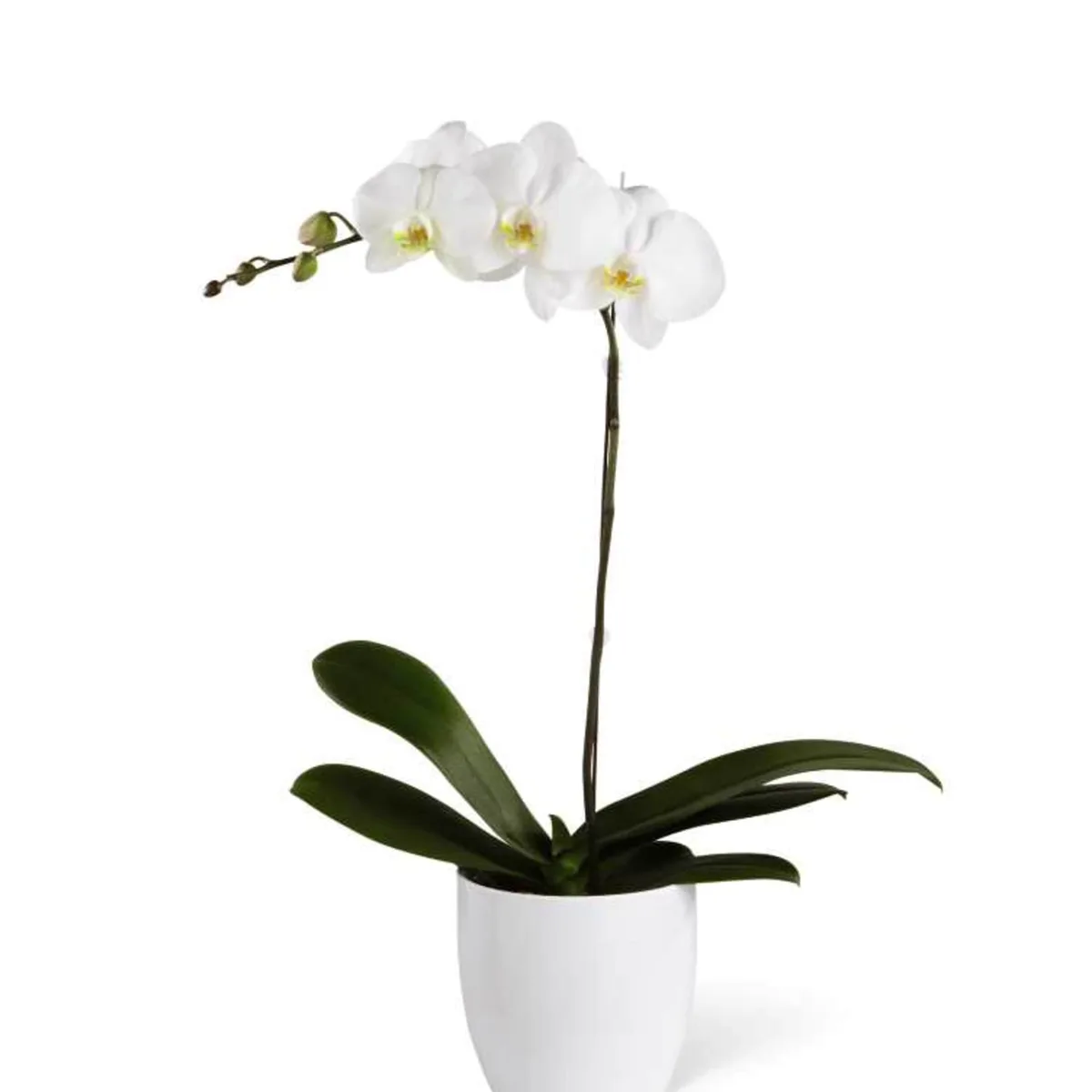 PHG 7.5"x6.5" Moon Gate Orchi Orchid Planter Bright White - Image 2