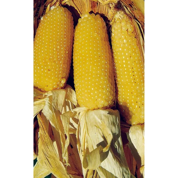 Popcorn, Perdue 410 Hybrid