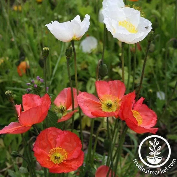 Poppies, Iceland 175mg - Image 2