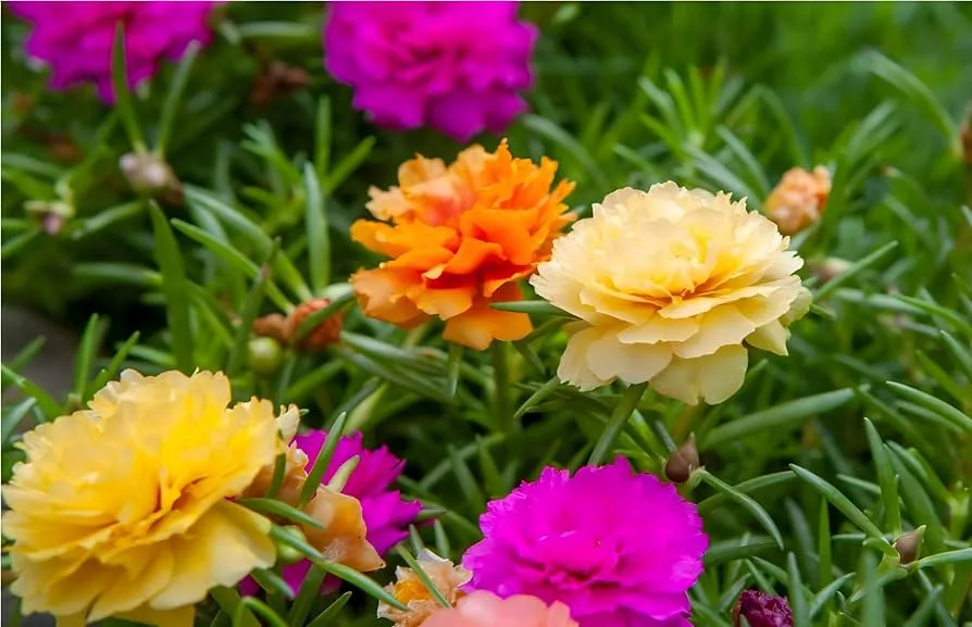 Portulaca, Grandiflora Double Mix 175mg - Image 2