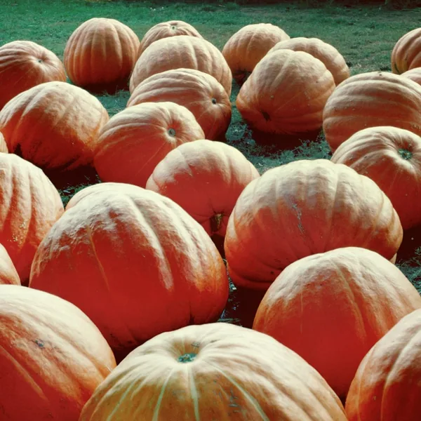 Pumpkin, Atlantic 1