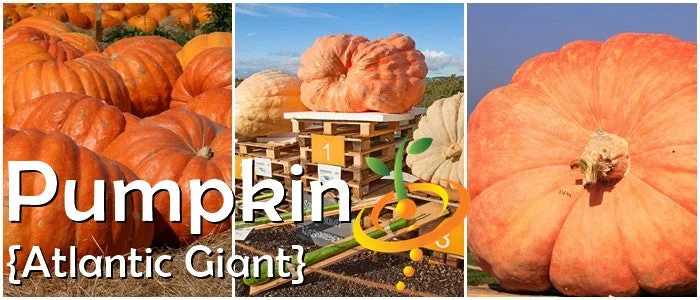 Pumpkin, Atlantic Giant 1.7 Grams - Image 2