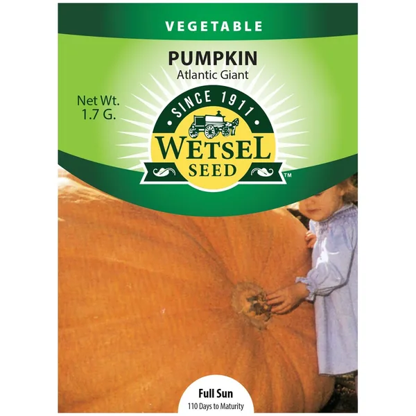 Pumpkin, Atlantic Giant 1.7 Grams