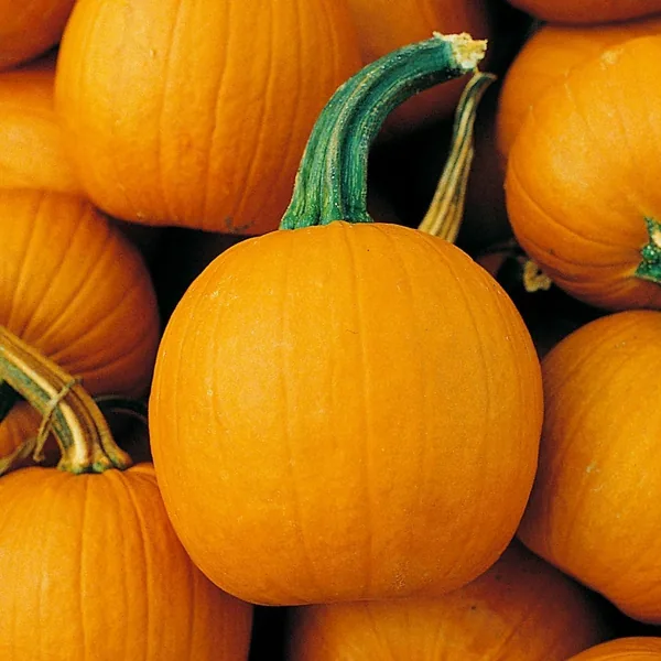 Pumpkin, Baby Pam 1/2oz
