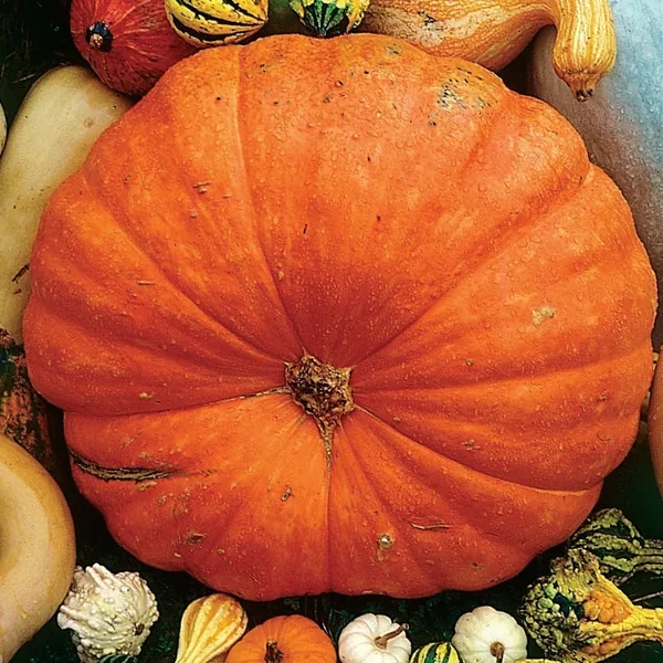 Pumpkin, Big Max 1