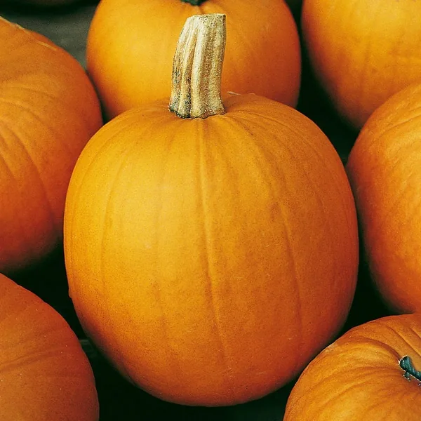 Pumpkin, Connecticut Field 1
