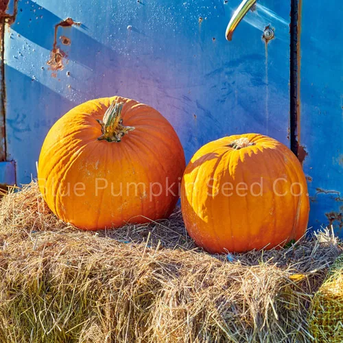 Pumpkin, Connecticut Field 50 lbs