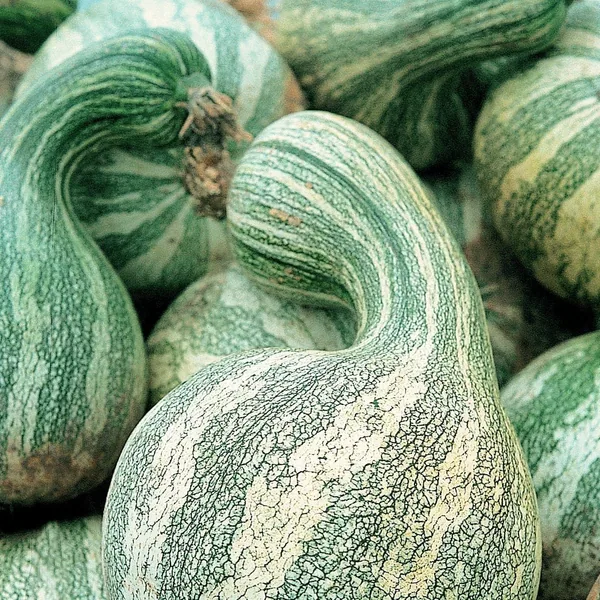 Pumpkin, Green Striped Cushaw 1