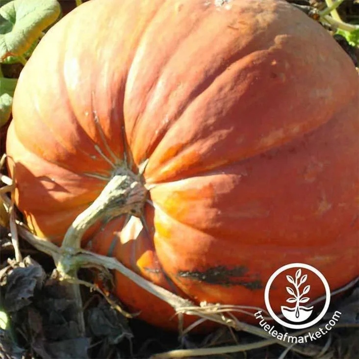 Pumpkin, Heirloom Big Max 4.5 Grams - Image 2
