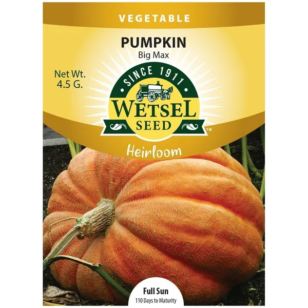 Pumpkin, Heirloom Big Max 4.5 Grams