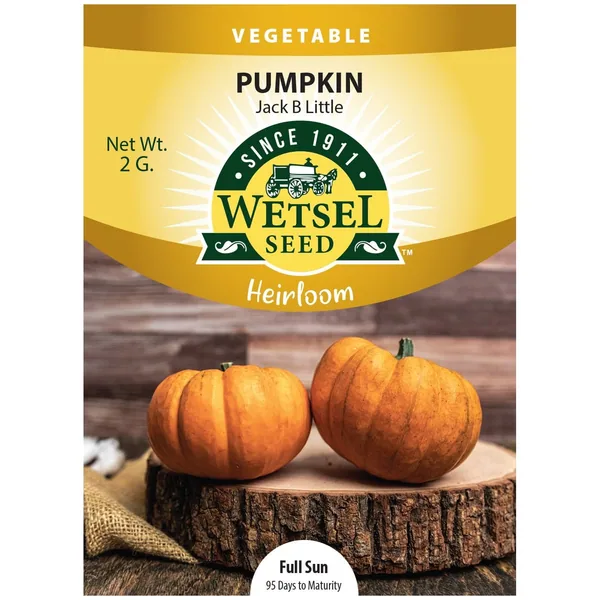 Pumpkin, Heirloom Jack B Little 3.5 Grams
