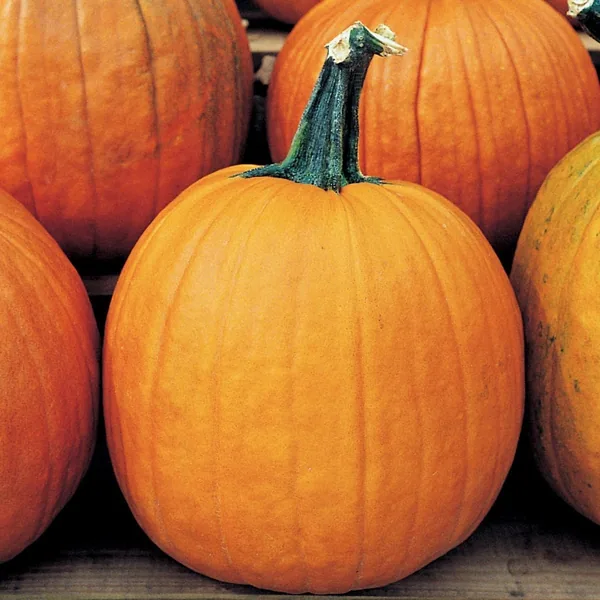 Pumpkin, Howden 1
