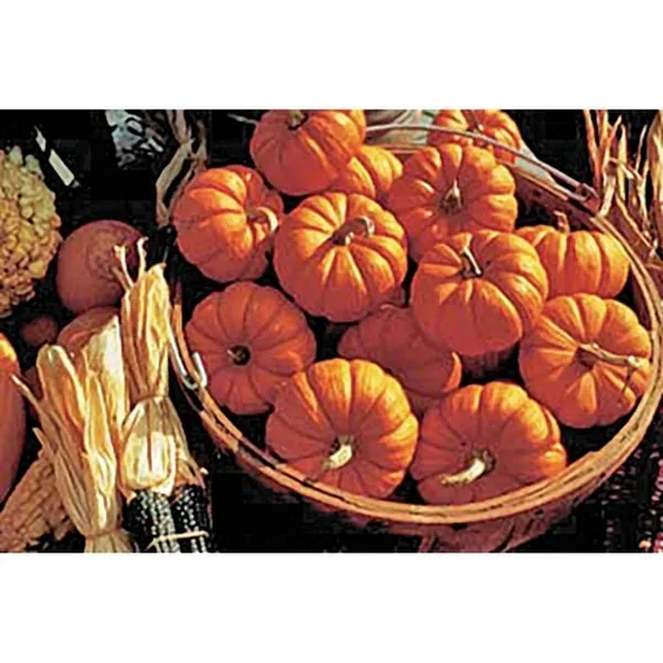 Pumpkin, Jack B Little 1 - Image 2