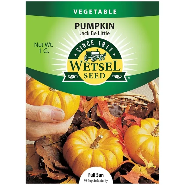 Pumpkin, Jack B Little 1 Gram