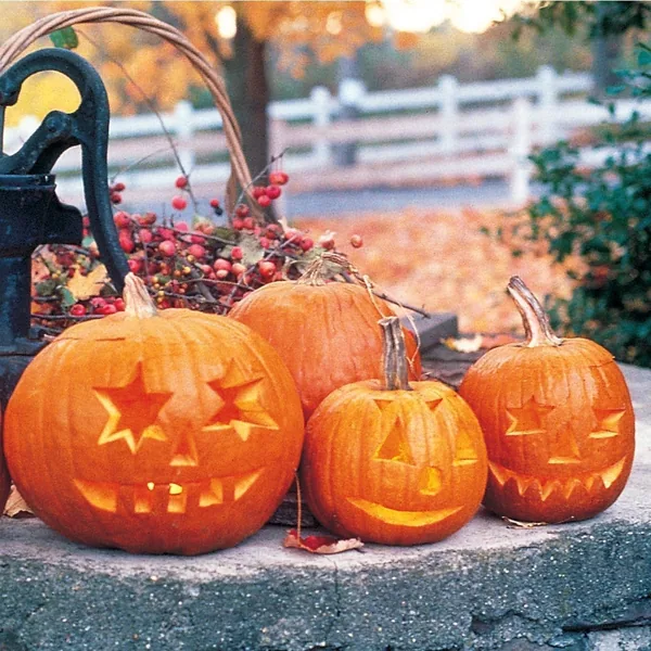 Pumpkin, Jack O Lantern 1