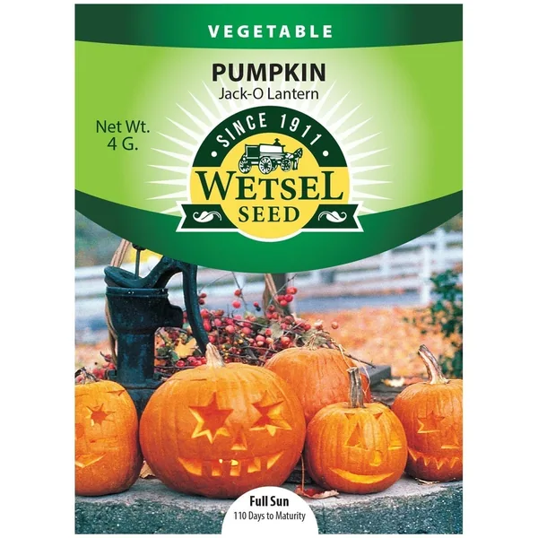 Pumpkin, Jack O Lantern 4 Grams