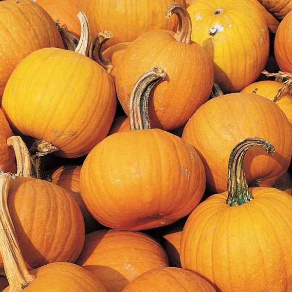 Pumpkin, Little Pie-Sugar 50 lbs