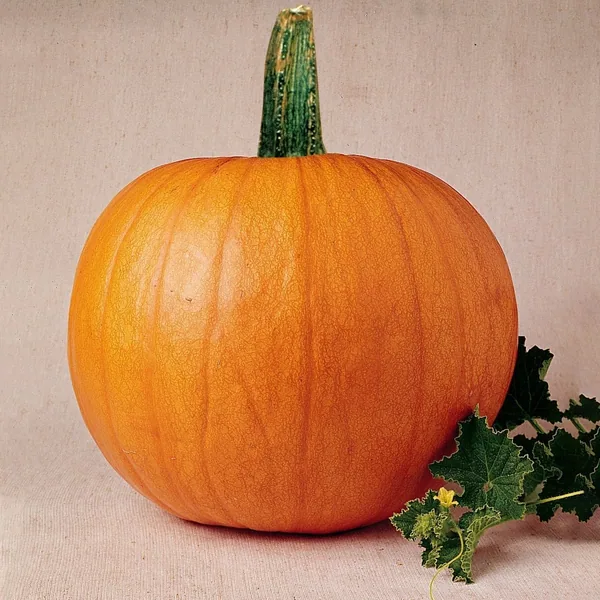 Pumpkin, Mammoth Gold 1