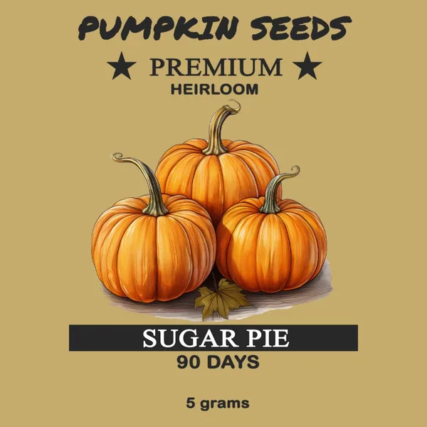 Pumpkin, Sugar Pie 1